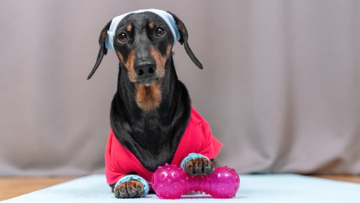 Dachshund dog in pink sportswear, wearing wristbands and a sweatband and resting its paw on a silicone dumbbell toy