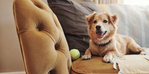 Dog sitting on the couch at Hunters Run in Middleburg, Florida