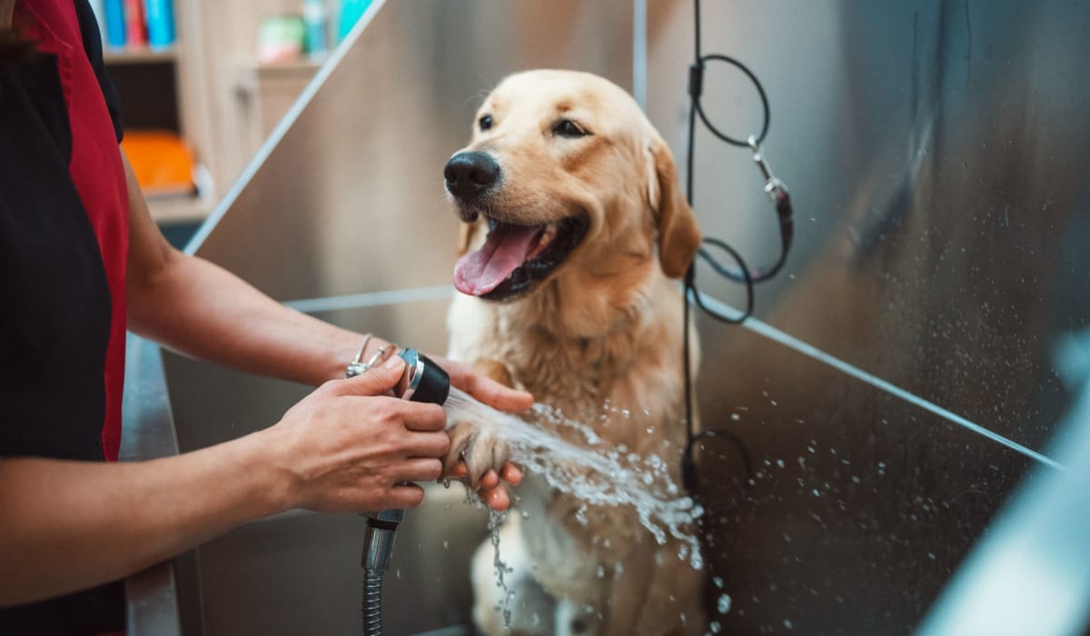 Dog gets a bath at Ironwood at Happy Valley in Phoenix, Arizona