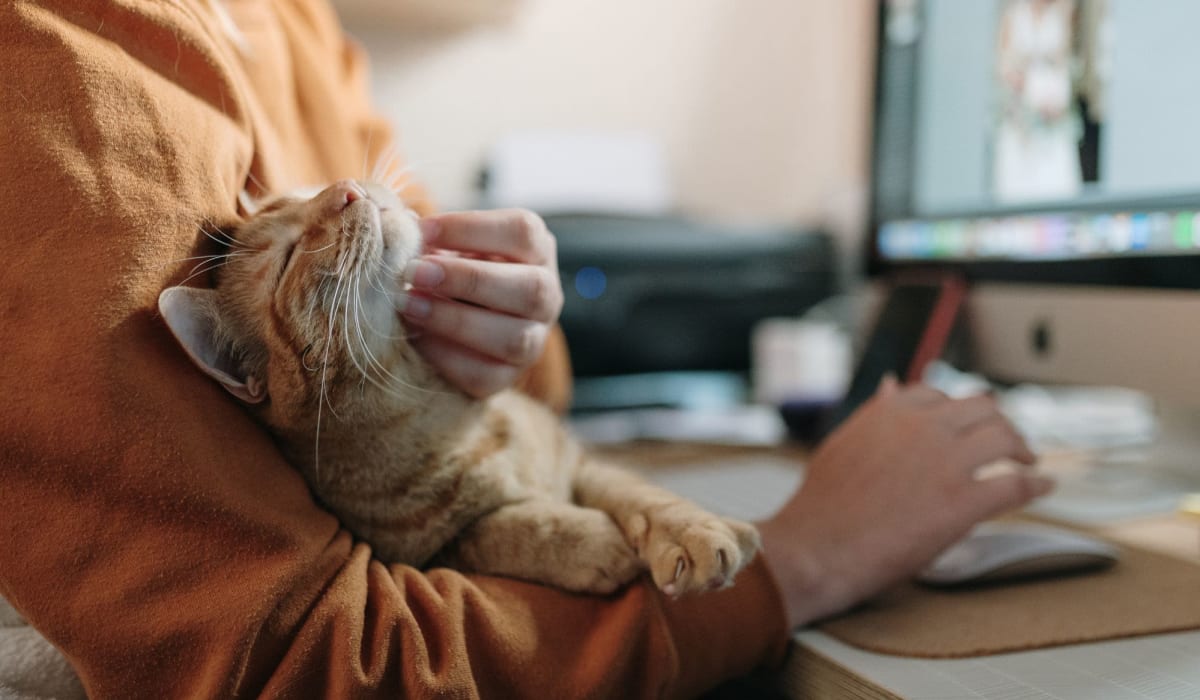 Resident snuggling their cat while working from home at Park Sorrento in Bakersfield, California