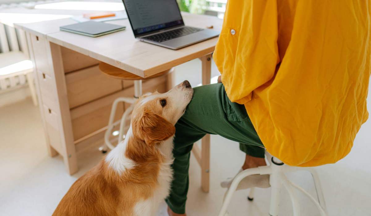 Happy dog in an apartment at The Parker at Seventh in Des Moines, Iowa