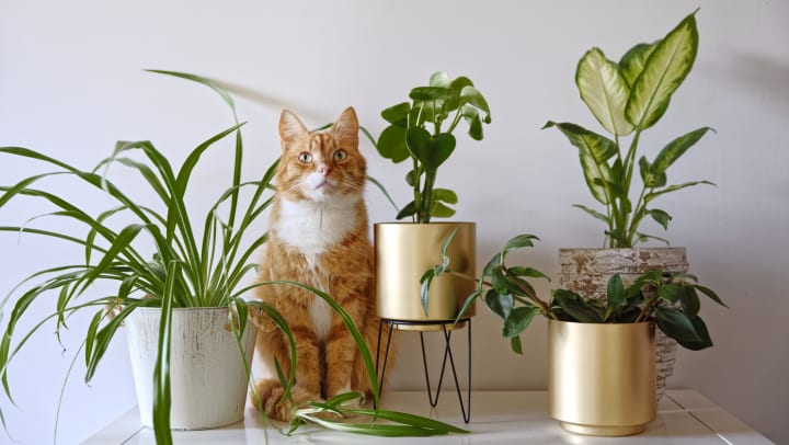 Various potted house plants on a table with an orange cat sitting among them. 