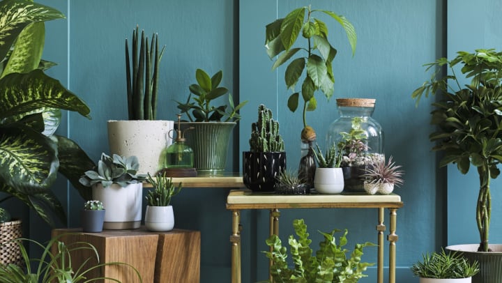 A collection of potted green plants in front of a green wall on a variety of tables and stools.