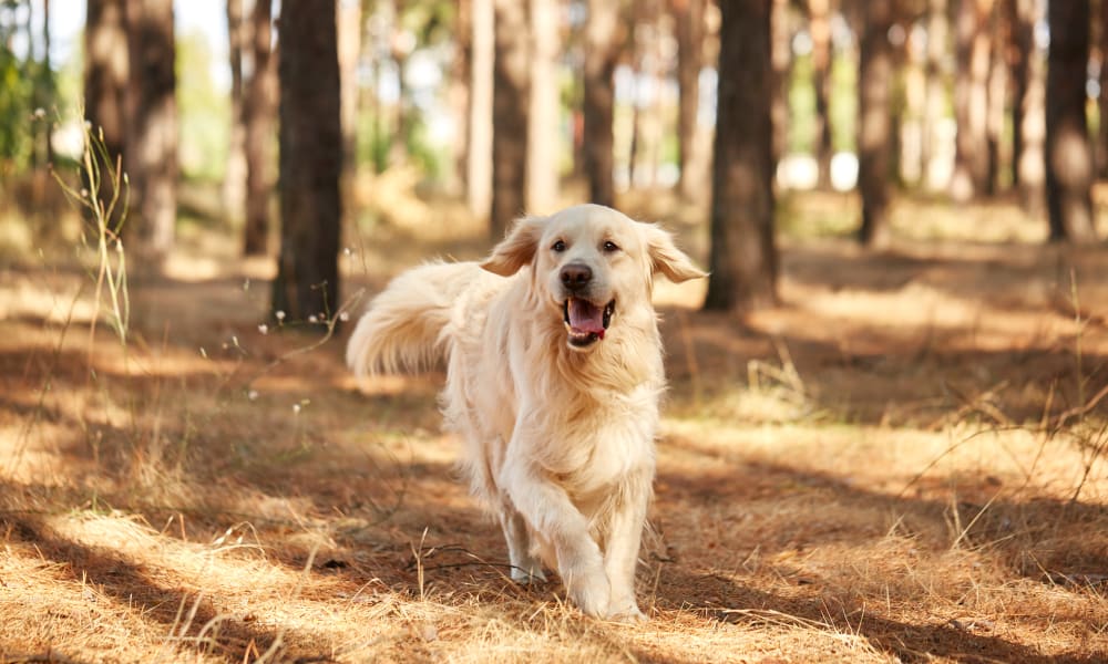 Happy dog running at 301 Riverwalk Place in Buffalo Grove, Illinois