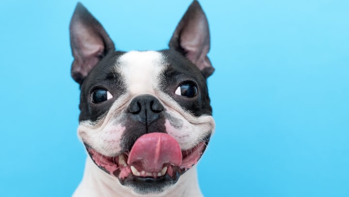 A Boston terrier with its tongue out