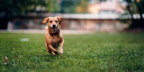 Dog having a great time at a park near Spicewood Crossing in Carrollton, Texas