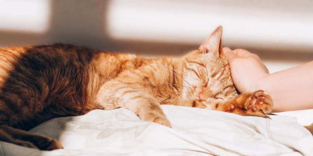 Cat snuggled in bed at Blanton Commons in Beaverton, Oregon