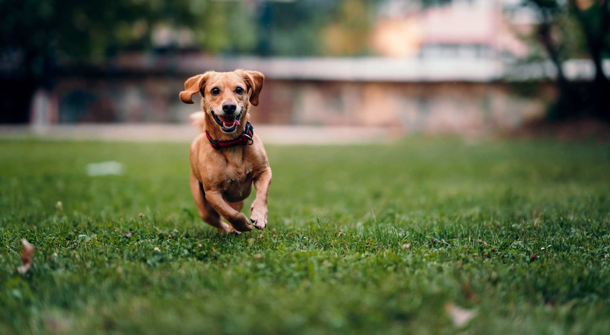 Amenities | Cascade Park in Colorado Springs, Colorado