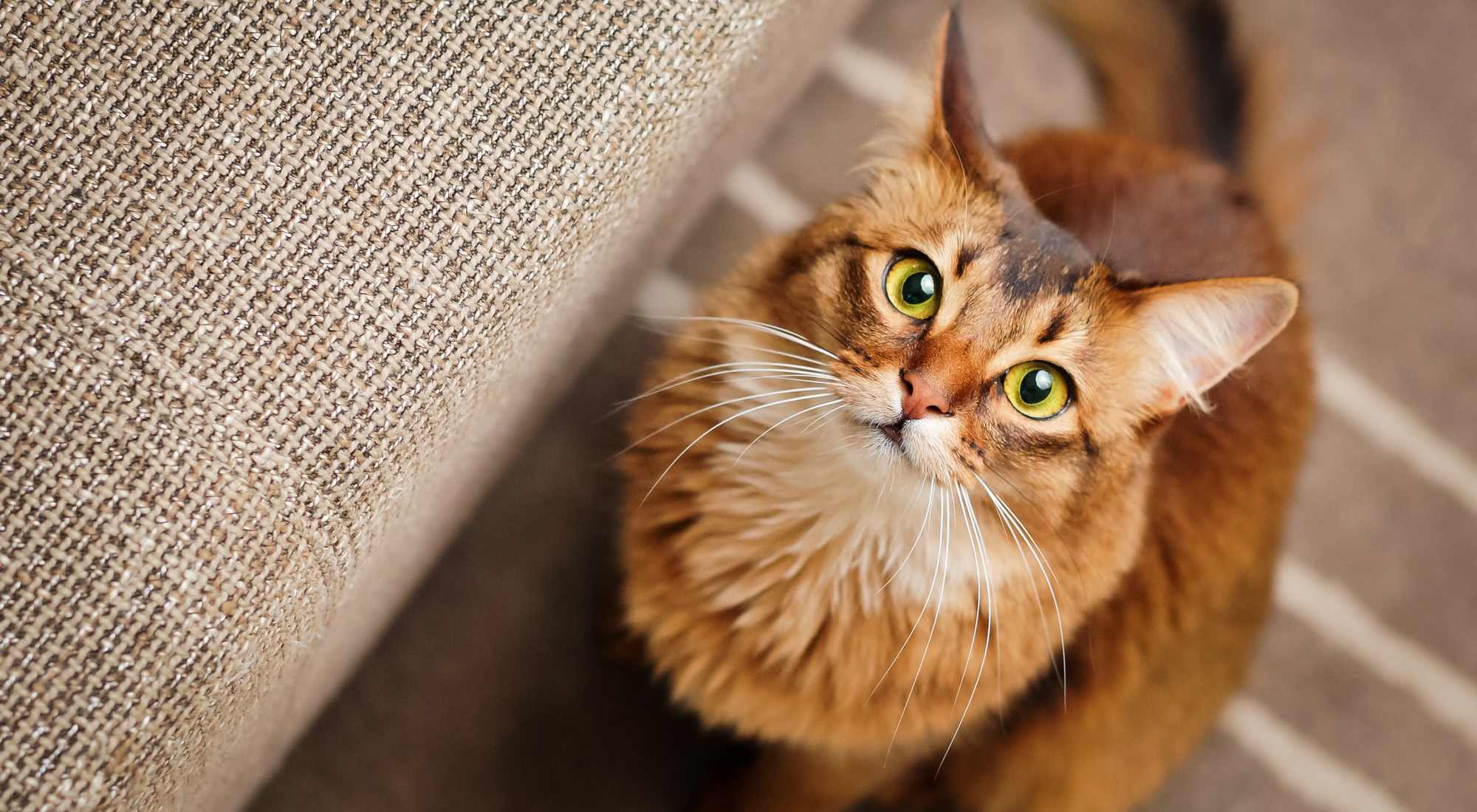 Pet Friendly | Nantucket at Fannin Station in Houston, Texas