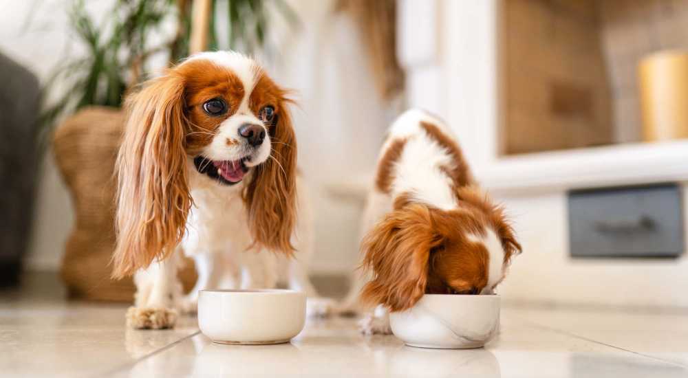 Cute dogs in the pet friendly community at Parkview Estates in Liberty City, Texas