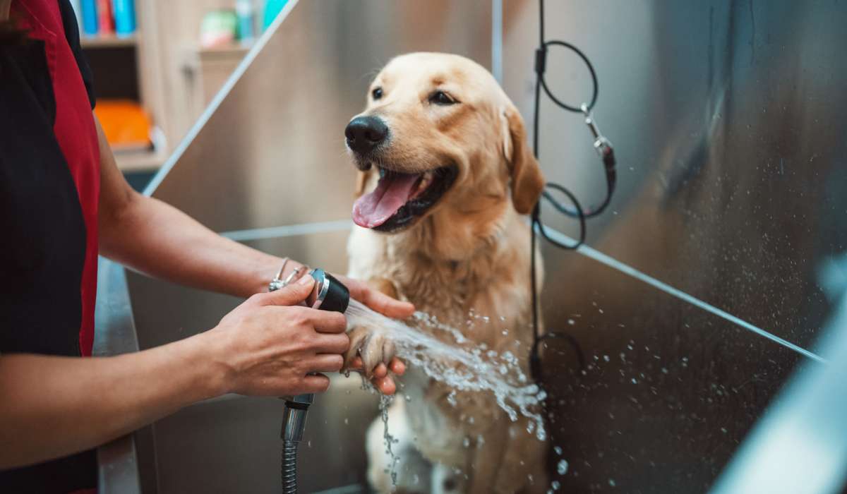 Pet wash station at Whispering Pines Ranch in The Woodlands, Texas