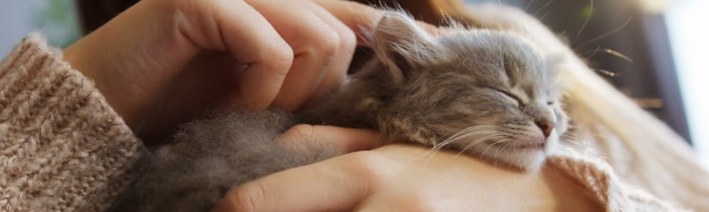 A resident holding a small, sleeping kitten at Walnut Creek Apartments in Macon, Georgia