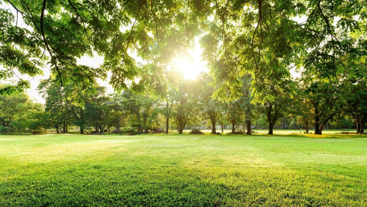 Beautiful landscape in park with trees and green grass field in the sun
