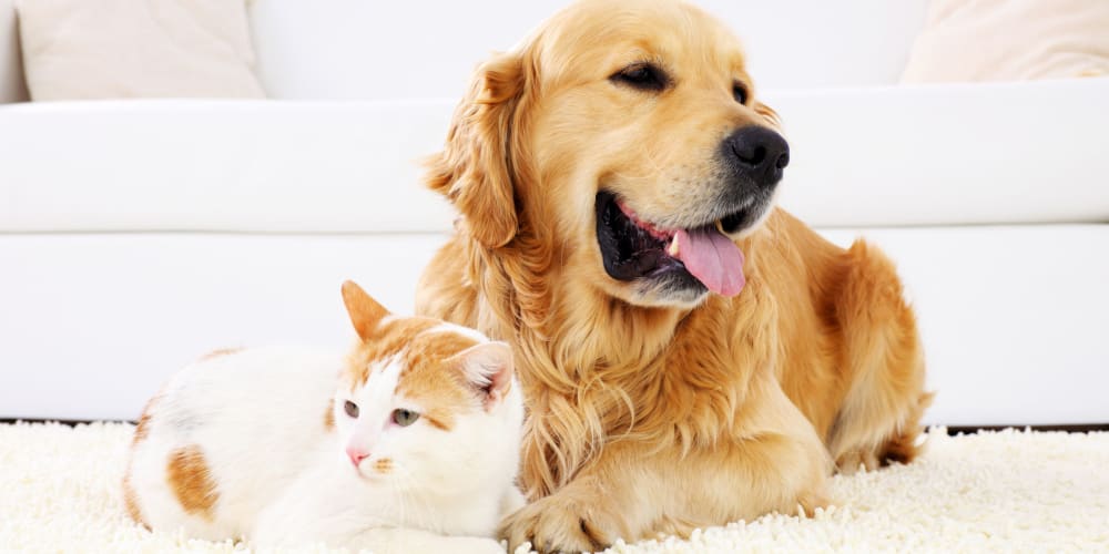 A happy dog and cat in a pet-friendly apartment at Mosby Poinsett in Greenville, South Carolina