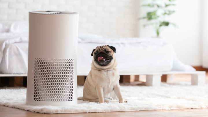 Adorable pug sitting on a white fluffy carpet with an air purifier next to him at Redstone at SanTan Village