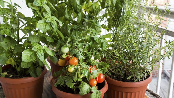 Plastic pots on a balcony filled with various live herb and tomato plants.