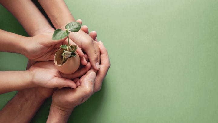 Hands holding seedling in eggshell