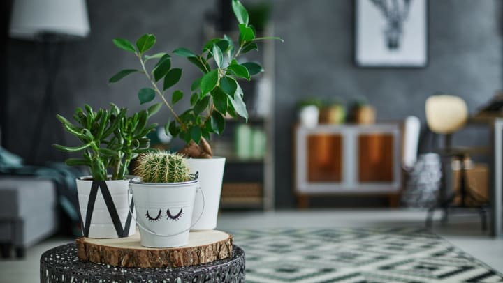 Three small houseplants in white pots sitting on a metal pedestal, with a living room in the background.