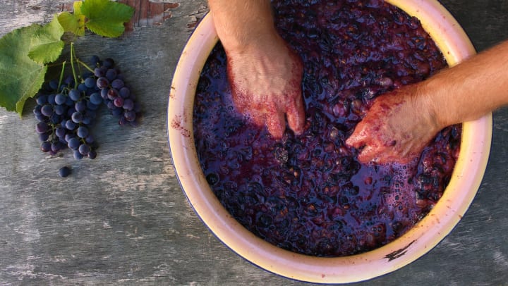 A large bowl full of wine grapes. A pair of hands in the bowl squishing grapes. 