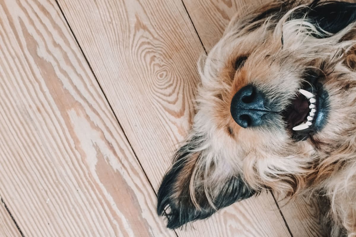 A smiling dog laying on the floor at Artisan Living North Beach in Santa Rosa Beach, Florida