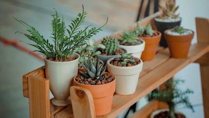 plants on a stand in an apartment | indoor plants for apartments 