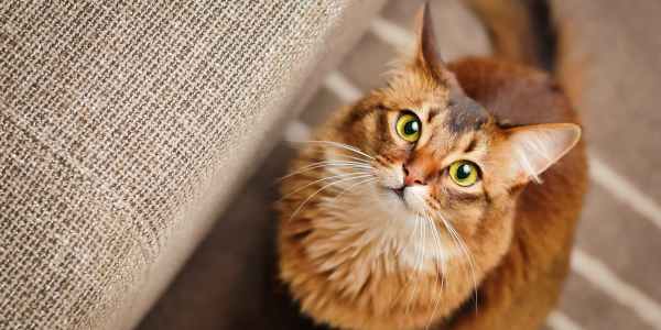 Cat looking at it's owner at Sycamore Villas in Nashville, Tennessee