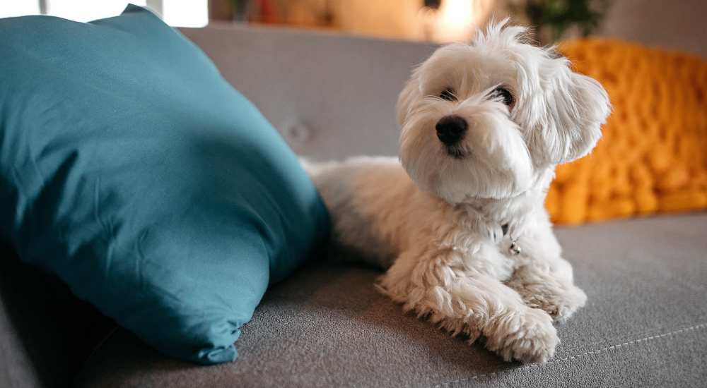 Dog sitting in sofa at Bridgecreek Apartments in Novato, California