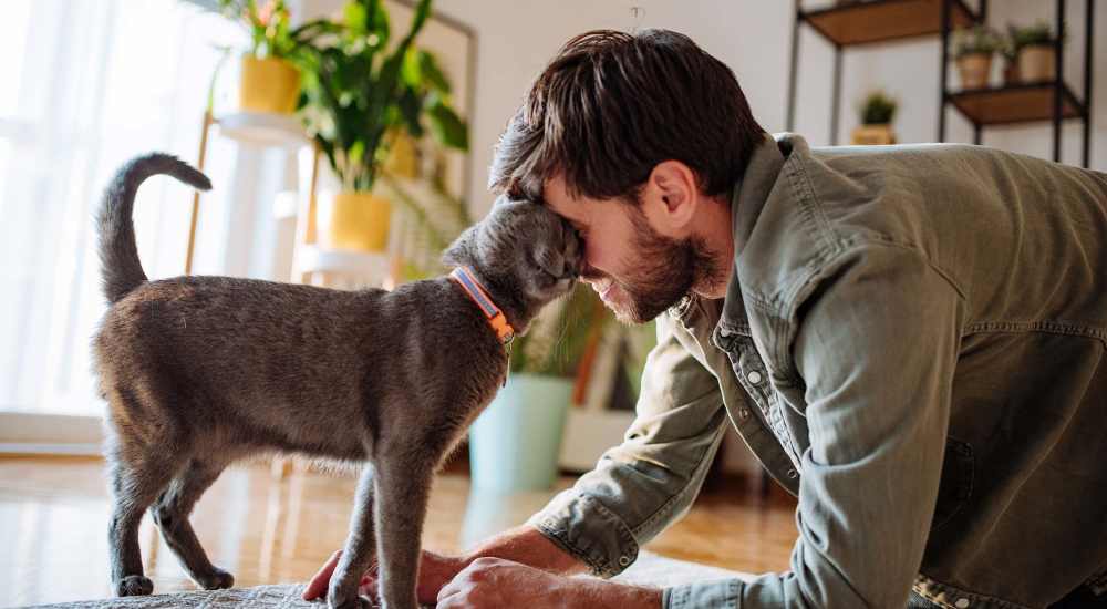 Man playing with cat in pet-friendly living room at Whispering Wind Apartments & Townhomes in Newtown, Ohio
