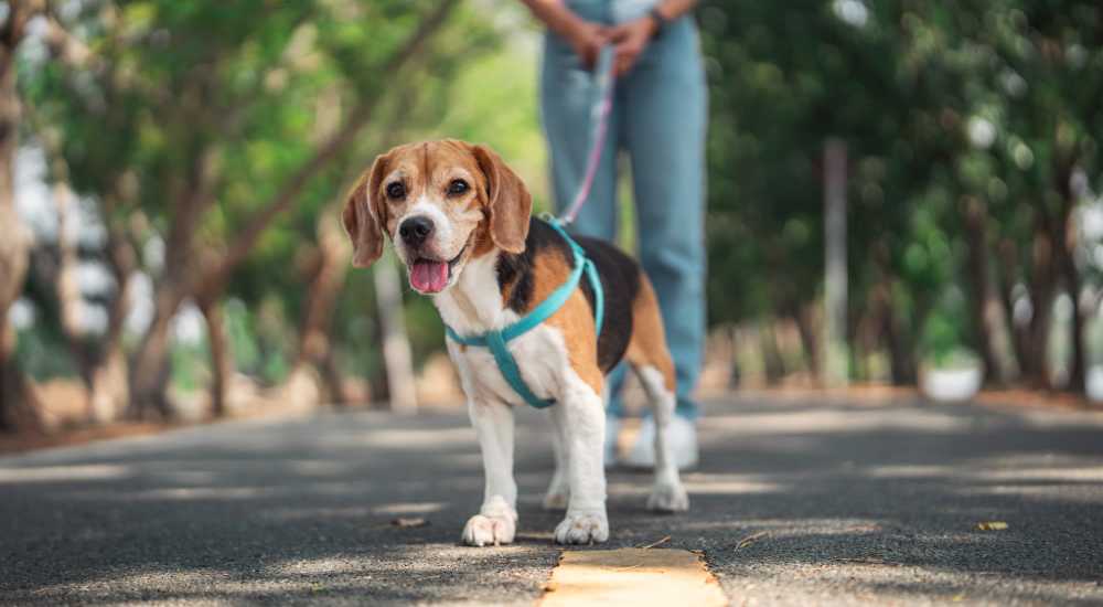 Dog on road at The Camaron Townhomes & Flats in San Antonio, Texas