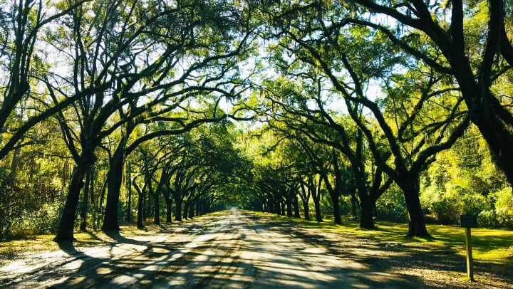 Beautiful street surrounded by curved trees near The Slate