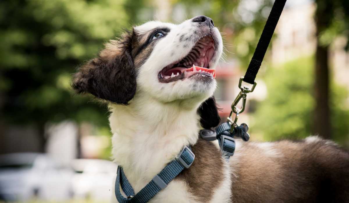 Puppy on a leash at Valencia South Miami in South Miami, Florida