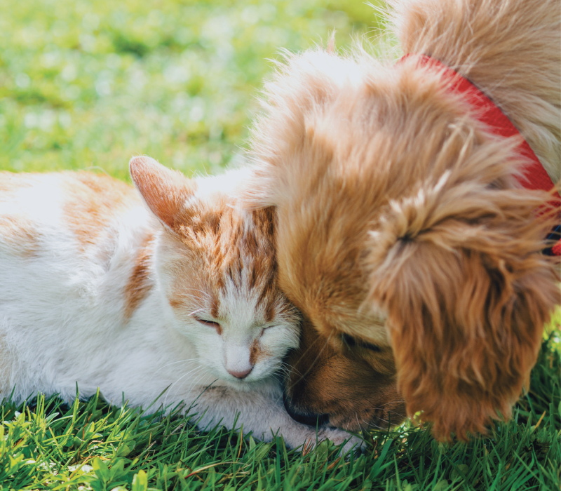A dog and cat at Redmond Place Apartments in Redmond, Washington