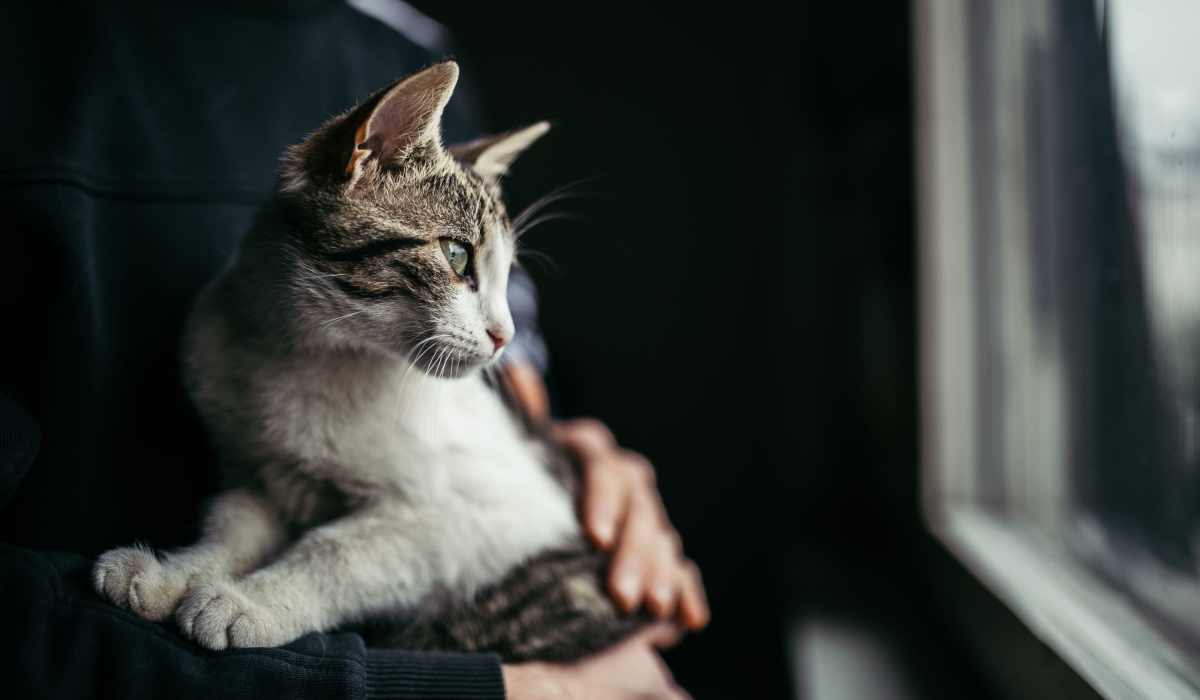 Happy cat being held by their owner in their home at Evergreen at River Oaks in Lake Charles, Louisiana