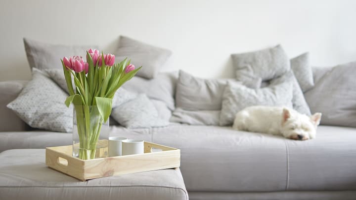 A bouquet of tulips on an ottoman and a grey sofa in the background with white dog napping.