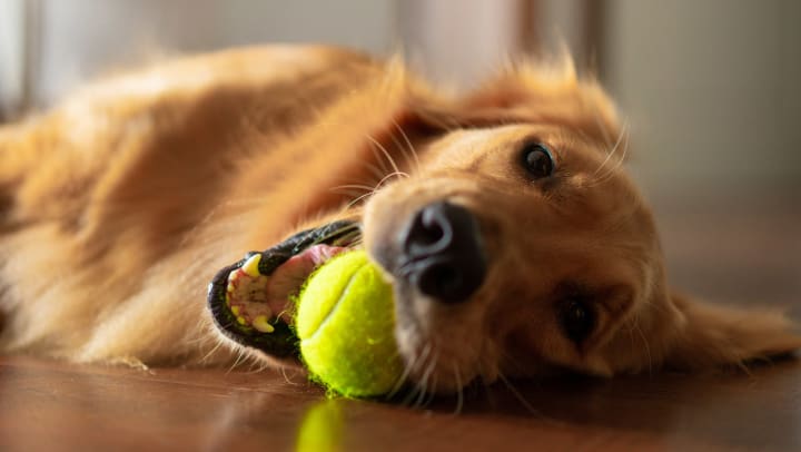 Adorable and happy golden retriever chewing on a tennis ball at home.