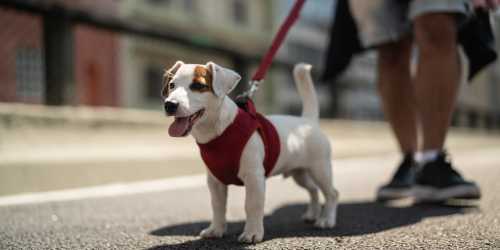 Resident taking his dog for a walk at The Atrium at Victorian Square in Sparks, Nevada