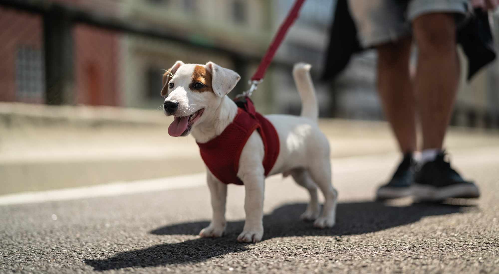 Pet Friendly | Village at First in Gilroy, California