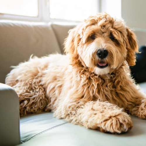 Dog sitting on it's bed at Madison Grove in Slippery Rock, Pennsylvania