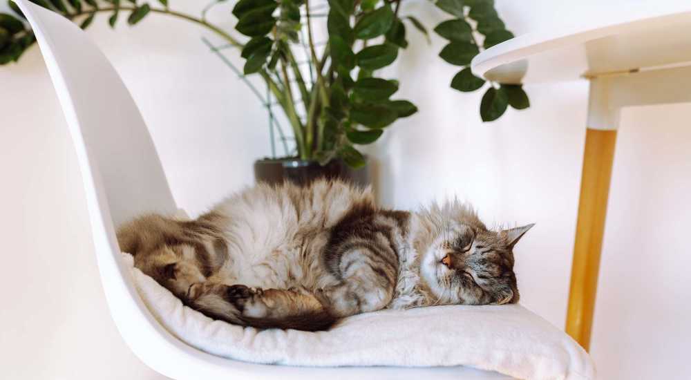 Pet cat in her living room at Metropolitan Park Apartments in Seattle, Washington
