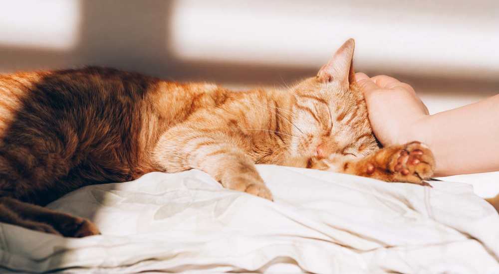Pet relaxing at North Hills Place in Richland Hills, Texas