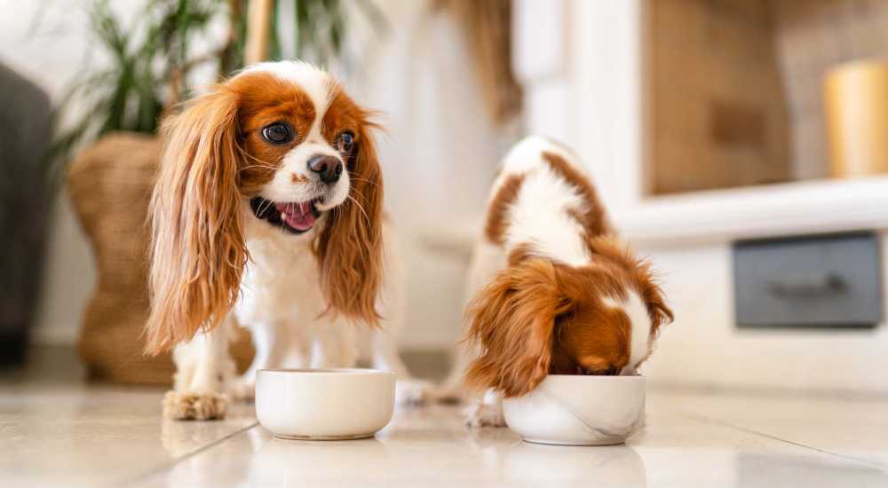 Dogs at Bay Village in Vallejo, California