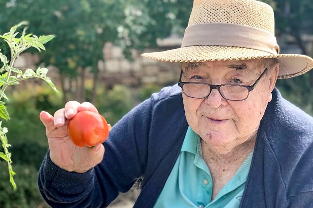 Resident harvesting a tomato from a community garden at Anthology of Highland Park in Dallas, Texas