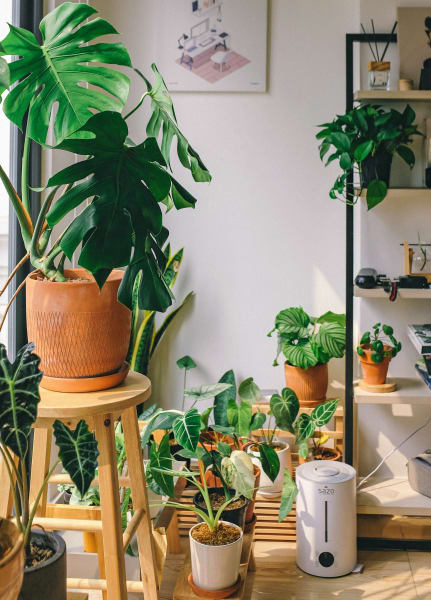 An array of indoor plants sitting in a window at various heights, with a humidifier among them