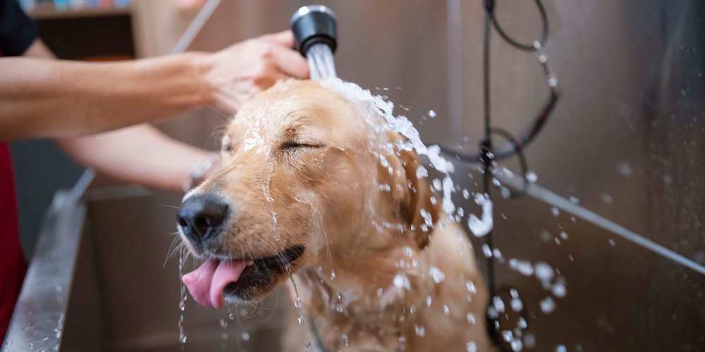 Dog having a bath at Park Place Olde Town Apartments in Arvada, Colorado