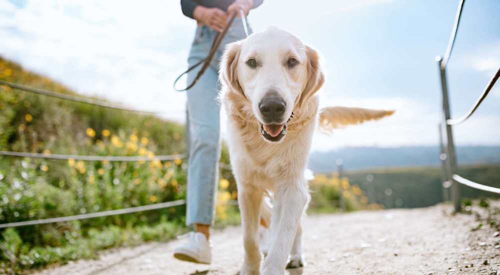 Pet-friendly at Sunset Lodge in Odessa, Texas                