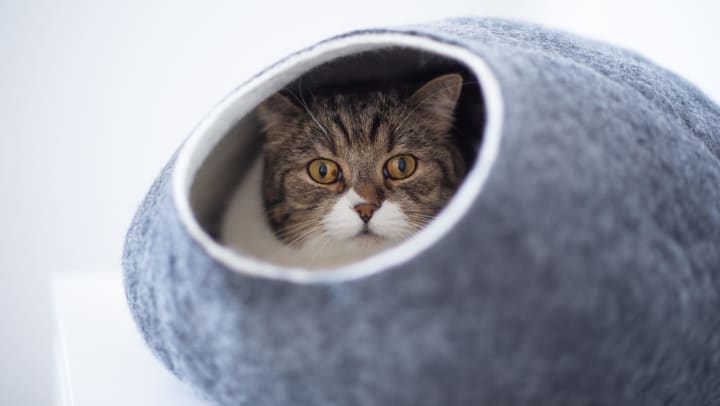 Tabby white British shorthair cat resting inside a felt pet cave