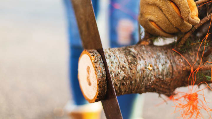 Person using a saw to cut a tree trunk