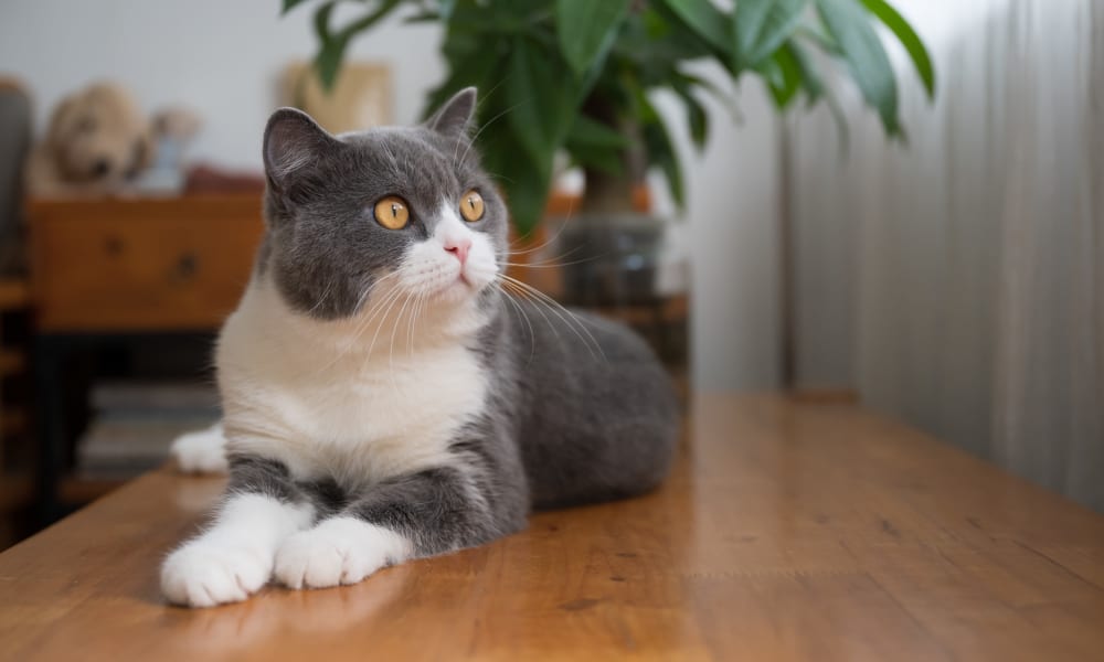 Happy cat laying on the wood floor of an apartment at Verandahs at Cliffside Apartments in Arlington, Texas