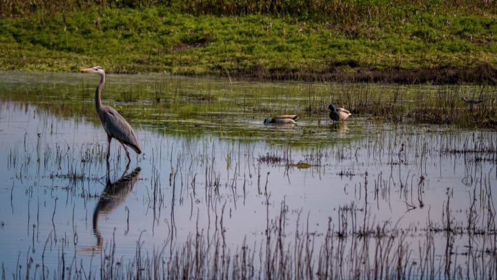 Great blue heron at a body of water with ducks and a killdeer in the background, behind the reeds.