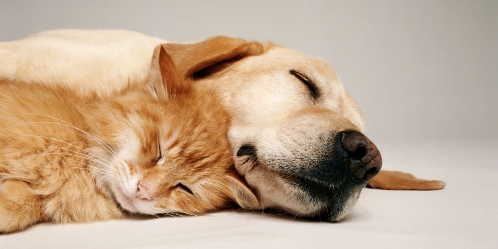 A cat and dog sleeping in a pet-friendly apartment at Mosby Poinsett in Greenville, South Carolina